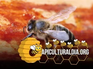 abeja obrera con una carga de resina para fabricar propóleo