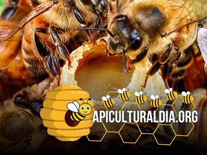 abejas obreras depositando jalea real en una celda con larva